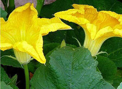 Bright yellow loofah flowers